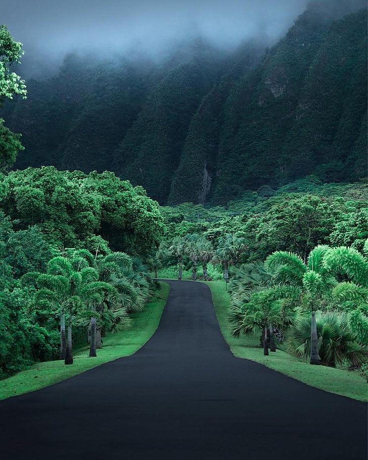 صورة الطريق بين الشجرات، الغابة، طريق، هاواي، الأسفلت، الجبال، خلفية HD، خلفية الهاتف