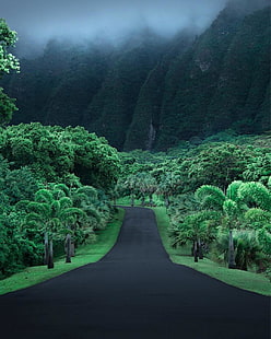 фото дороги между деревьями, джунгли, дорога, гавайи, асфальт, горы, HD обои HD wallpaper