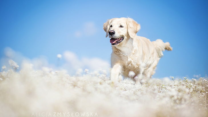 Golden labrador running during daylight, Labrador, dog, field, cute  animals, HD wallpaper | Wallpaperbetter