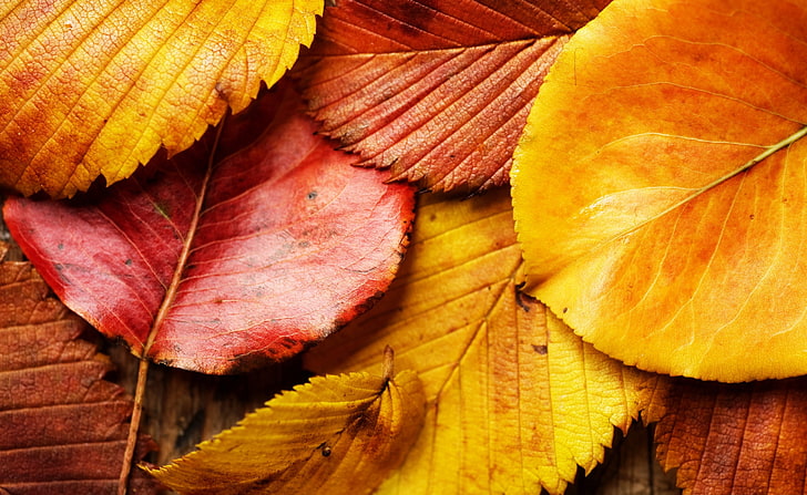 Красиви есенни листа, кафяви изсъхнали листа, Сезони, Есен, Красиви, Листа, HD тапет