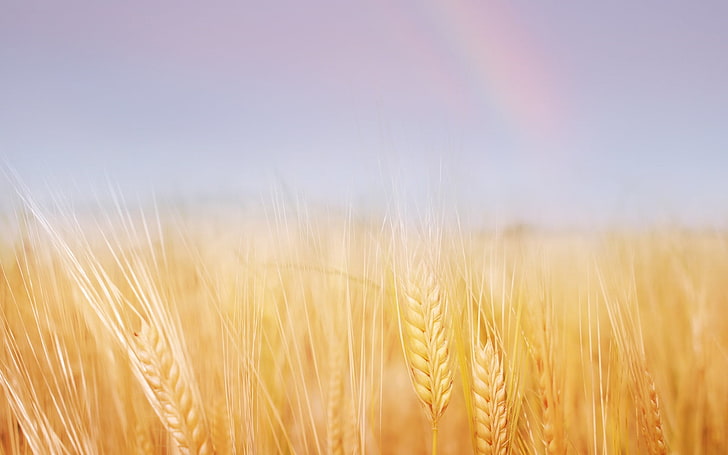 brown wheat field, ears, field, wheat, gold, sky, rainbow, HD wallpaper