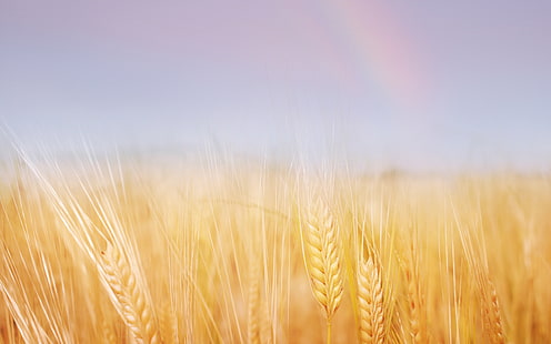brown wheat field, ears, field, wheat, gold, sky, rainbow, HD wallpaper HD wallpaper