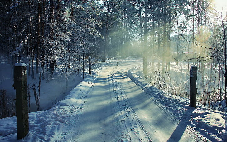 Estrada neve inverno árvores luz solar HD, natureza, árvores, luz solar, neve, inverno, estrada, HD papel de parede