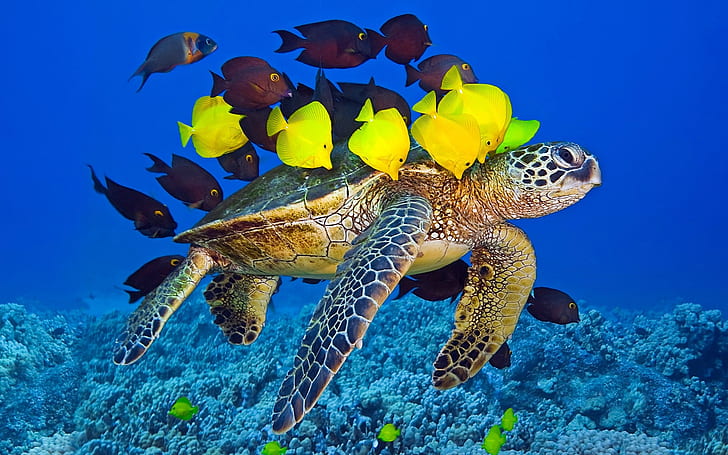 Kura-kura dan Ikan, aliran tang ungu dan kuning, kura-kura, ikan, Wallpaper HD