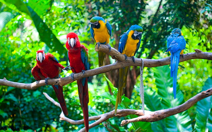 Oiseaux perroquets verts sur les branches, cinq aras, animaux, perroquet, branches, oiseaux, vert, Fond d'écran HD