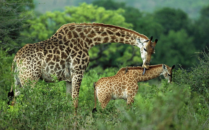 Giraffe Lick HD, animali, giraffe, leccare, Sfondo HD
