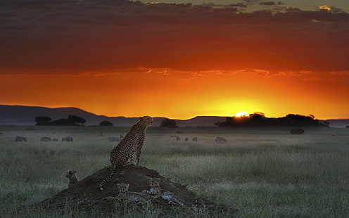 Cheetah Sunset Cubs HD, zwierzęta, zachód słońca, gepard, młode, Tapety HD HD wallpaper