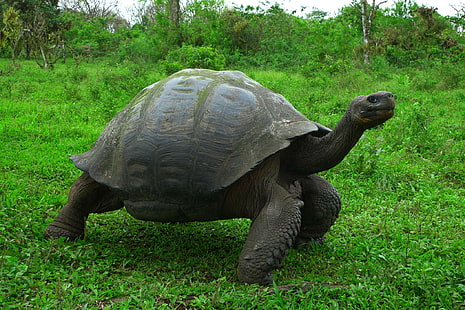Galapagos sköldpaddor, sköldpaddor, gräs, HD tapet HD wallpaper