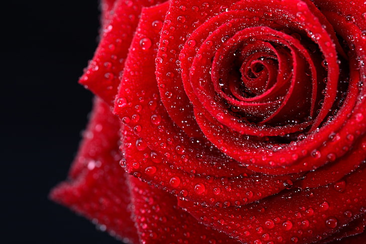 red rose with water dews, flower, color, drops, photo, gentle, romance, black, rose, beauty, wet, colors, photos, red, beautiful, black background, photography, pretty, romantic, great, cool, lovely, nice, elegantly, delicate, Amazing, HD wallpaper