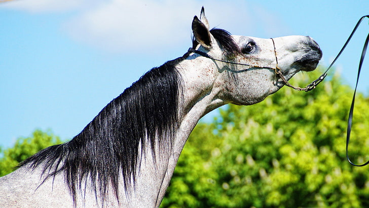 arabian horse-Animal Photo Wallpapers, gray horse, HD wallpaper