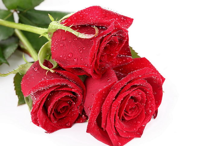 drei rote Rosenblüten, Rosen, rot, Knospen, Tropfen, frisch, Nahaufnahme, HD-Hintergrundbild
