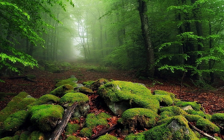зеленые лиственные деревья, зеленый дождевой лес, природа, пейзаж, туман, лес, мох, листья, утро, деревья, путь, HD обои