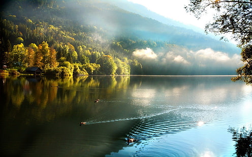 водоем, осень, озеро, природа, деревья, туман, облака, утка, вода, пейзаж, отражение, плавание, эллинги, лес, HD обои HD wallpaper
