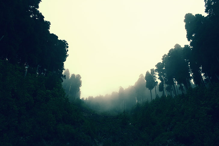 Silhouette von hohen Bäumen, Wald, Bäume, Natur, HD-Hintergrundbild