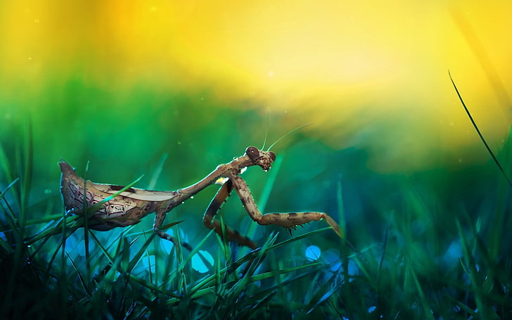 Insect Mantis Grass, brown praying mantis, Animals, Insects, grass, HD wallpaper