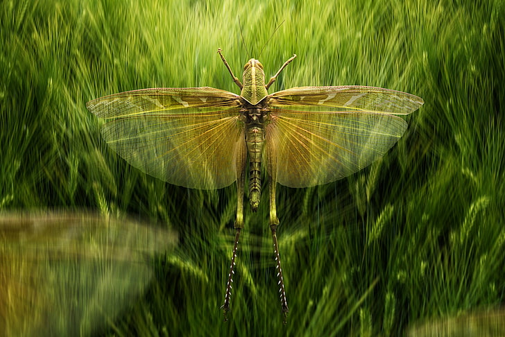 wings, locust, The swarm's leader, HD wallpaper