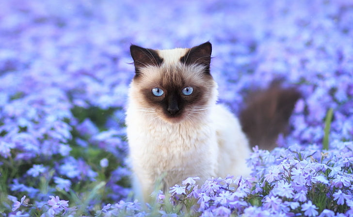 Котки, котка, животно, синьо цвете, поле, цвете, сиамска котка, HD тапет