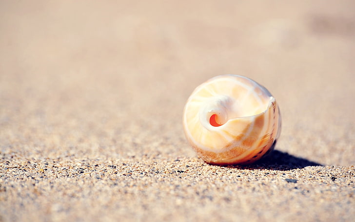 brown and white seashell, shell, sand, surface, HD wallpaper