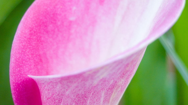 pink calla lily flower, kelopak, bunga, tanaman, close-up, Wallpaper HD