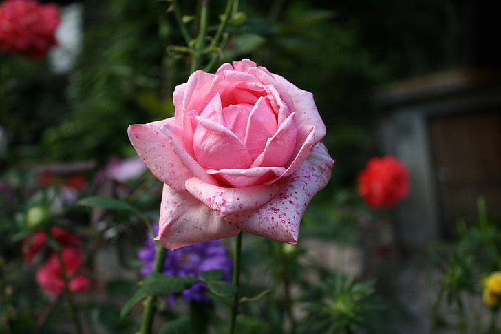 różowy kwiat róży, róża, pączek, różowy, płatki, Tapety HD