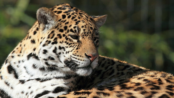 леопард, леопард (животно), големи котки, животни, бозайници, HD тапет