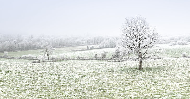 trees, winter, nature, landscape, field, mist, HD wallpaper