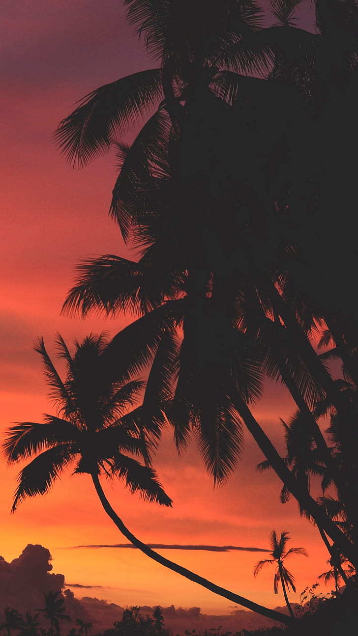 praia, pôr do sol, palmeiras, vibrações, temperamental, quente, escuro, HD papel de parede, papel de parede de celular