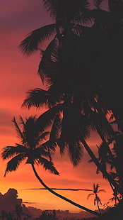пляж, закат, пальмы, флюиды, угрюмый, теплый, темный, HD обои HD wallpaper