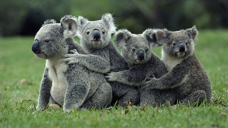 Koala Bear, Koala, Bear, Wallpaper HD