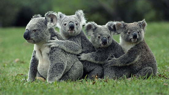 Koala Bear, Koala, Bear, Fondo de pantalla HD HD wallpaper