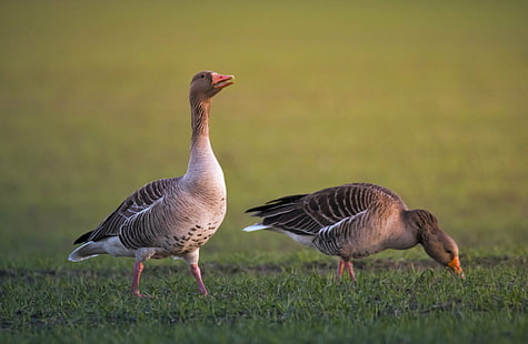 photography of two ducks on grass, greylag goose, anser anser, greylag goose, anser anser, Greylag Goose, Anser Anser, ducks, grass, nature photography, photos, royalty, flower, image, picture, bird, ptak, gęś, goose, nature, animal, farm, wildlife, outdoors, HD wallpaper HD wallpaper