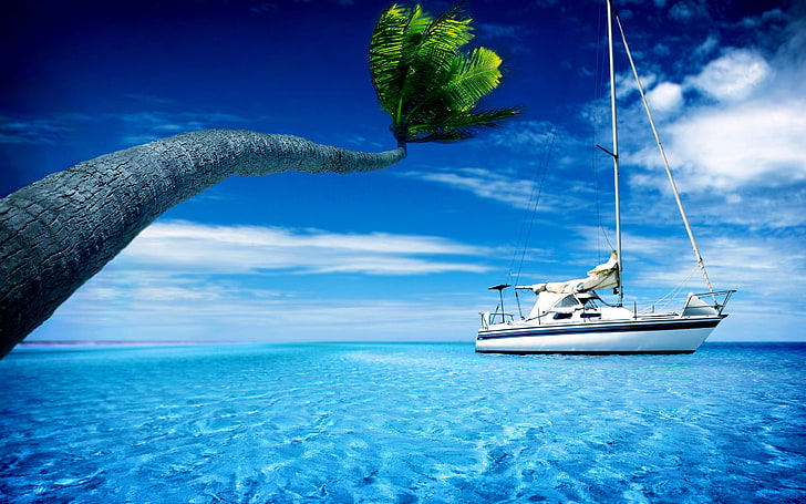 vit yacht, yacht, palmträd, blått vatten, lutning, HD tapet