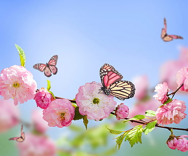 mariposas de color rosa y beige, flores, mariposas, primavera, floración, rama, Fondo de pantalla HD HD wallpaper