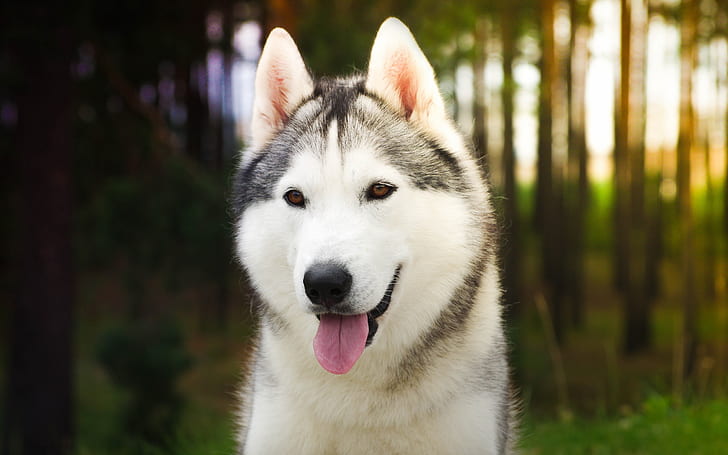 Husky dog close-up, sunshine, Husky, Dog, Sunshine, HD wallpaper