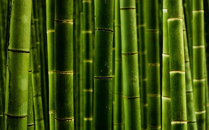 bambou, vert, Fond d'écran HD