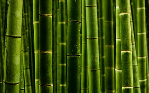 bambú, verde, Fondo de pantalla HD HD wallpaper