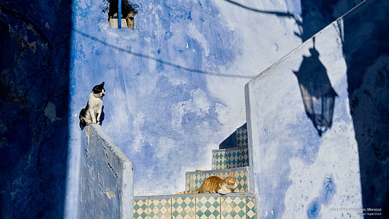 Chefchaouen의 고양이, 모로코, 고양이, HD 배경 화면 HD wallpaper