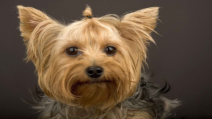 adult tan and black Yorkshire terrier, yorkshire terrier, dog, muzzle, HD wallpaper