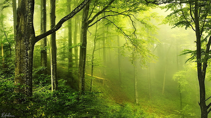 зеленые лиственные деревья, деревья в дневное время, природа, пейзаж, деревья, дерево, лес, листья, ветка, мох, грин, туман, подписи, HD обои