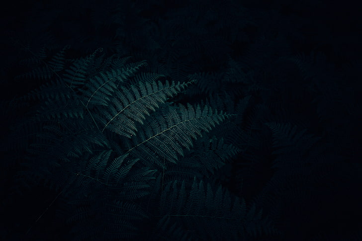 pdlant berdaun hijau, pakis, daun, tanaman, gelap, ukiran, Wallpaper HD