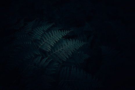 green leafed pdlant, fern, leaves, plant, dark, carved, HD wallpaper HD wallpaper