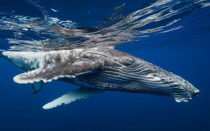 Животное, Горбатый кит, Подводный, Кит, HD обои