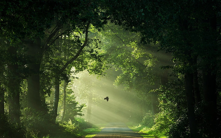 green leafed trees, nature, landscape, Netherlands, mist, road, flying, green, sun rays, morning, trees, shrubs, path, HD wallpaper