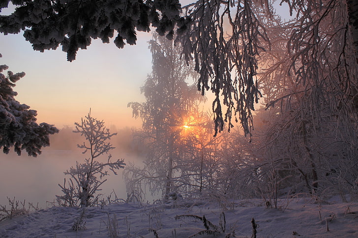 снег лес цифровые обои, зима, лес, солнце, лучи, снег, утро, HD обои