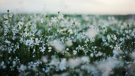 flores blancas, flores, campo, profundidad de campo, Fondo de pantalla HD HD wallpaper