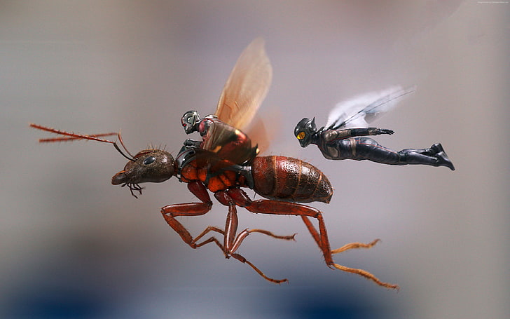 AntMan and the Wasp 3 Quantumania 4K Wallpaper iPhone HD Phone 2771j