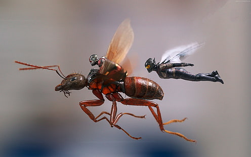 Человек-муравей и оса, 4к, HD обои HD wallpaper