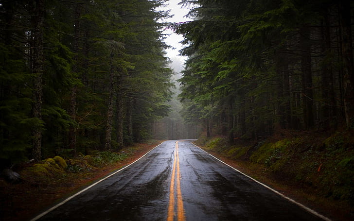 Pine Forest Road, pinus, setelah hujan, berkabut, hutan lebat, hijau, gelap, hutan, jalan, 3d dan abstrak, Wallpaper HD