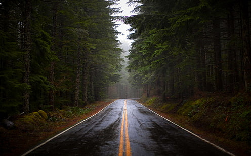Pine Forest Road, pino, después de la lluvia, niebla, bosque profundo, verde, oscuro, bosque, carretera, 3d y abstracto, Fondo de pantalla HD HD wallpaper