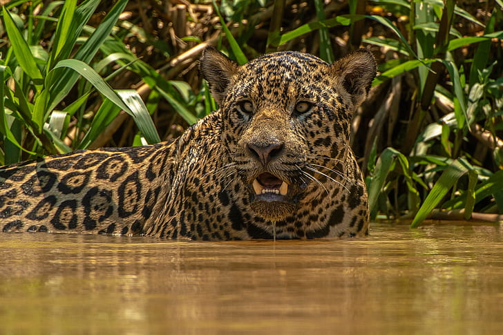 Koty, Jaguar, Big Cat, Wildlife, Predator (Animal), Tapety HD